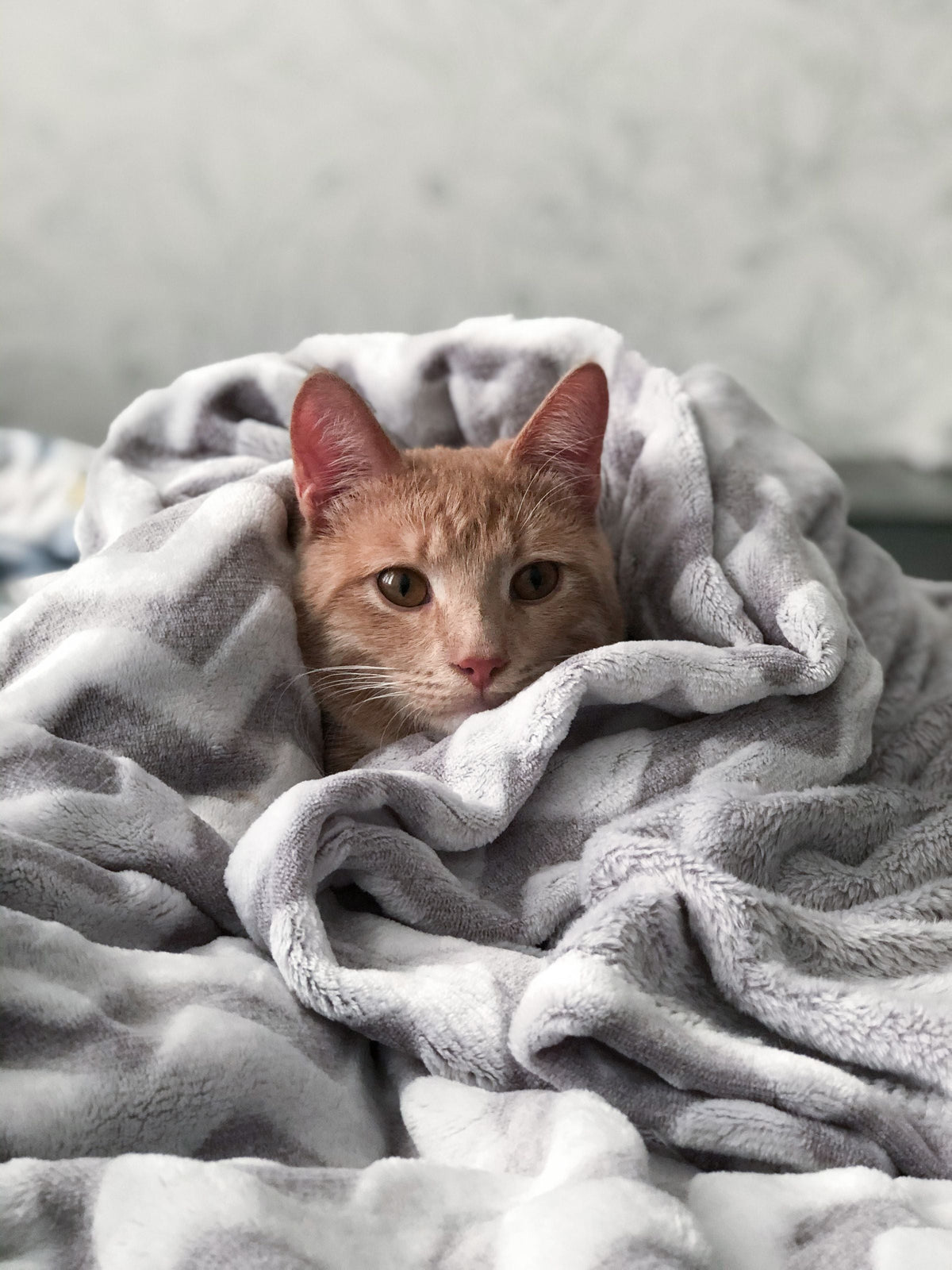 Chat tigré détendu blotti dans un plaid