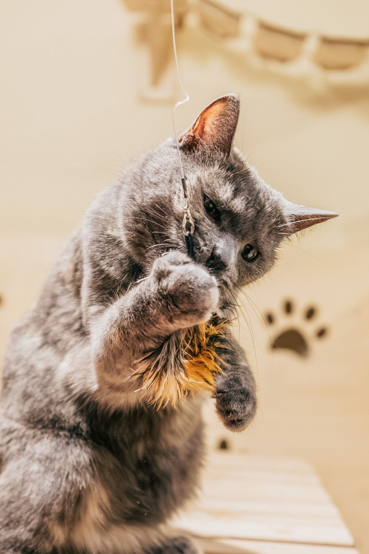 Chat gris qui joue avec un jouet à plumes