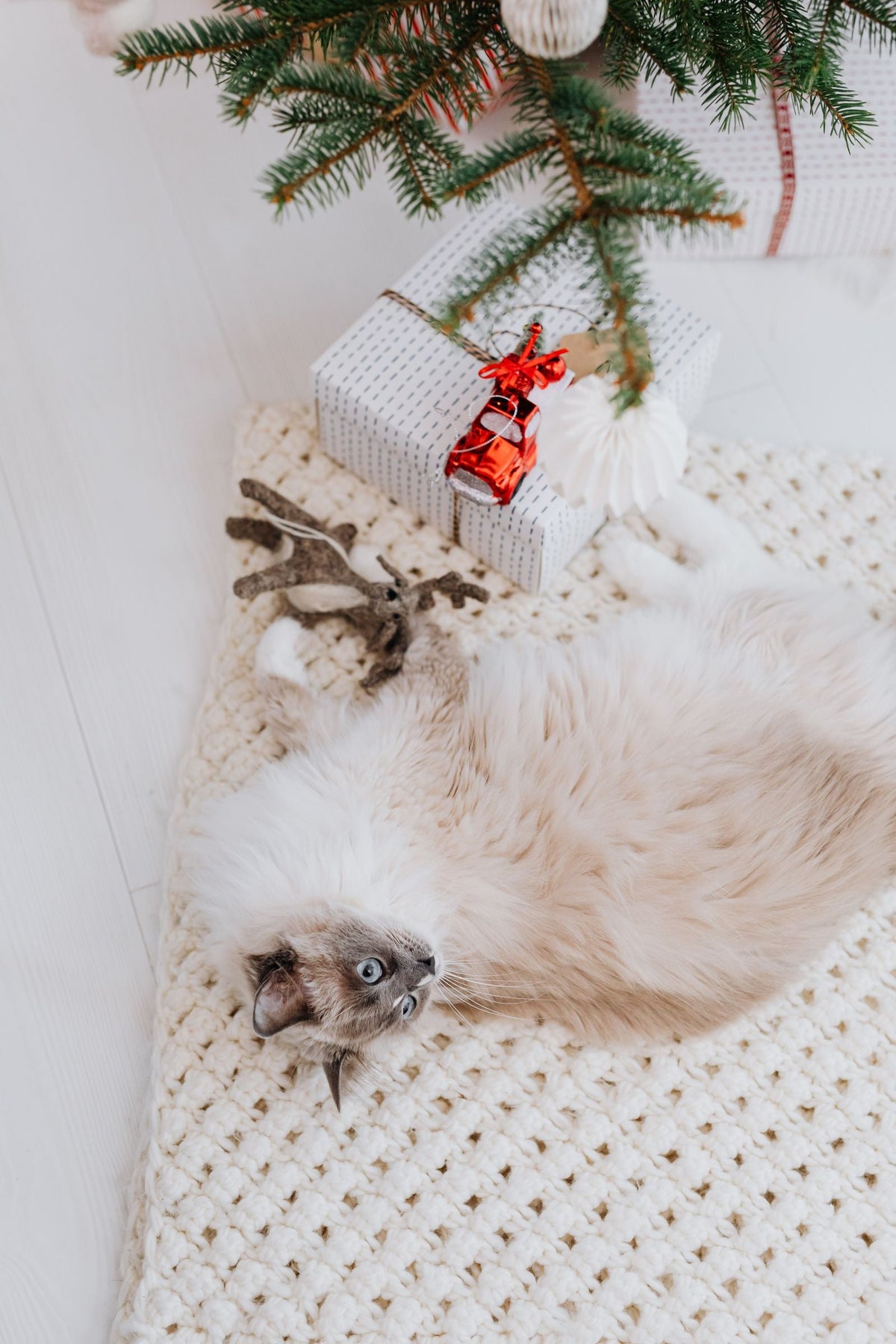 Chat près d'un cadeau sous le sapin de Noël