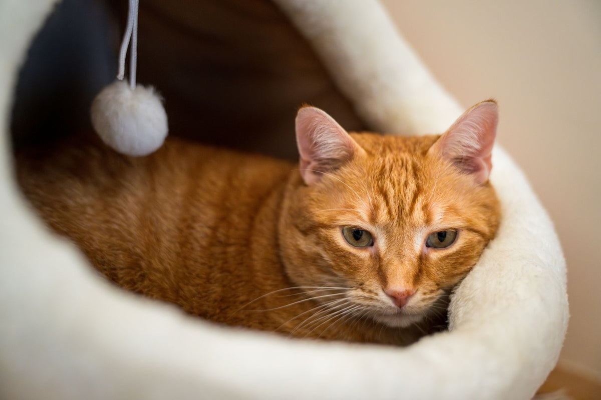 Chat roux endormi dans un lit douillet