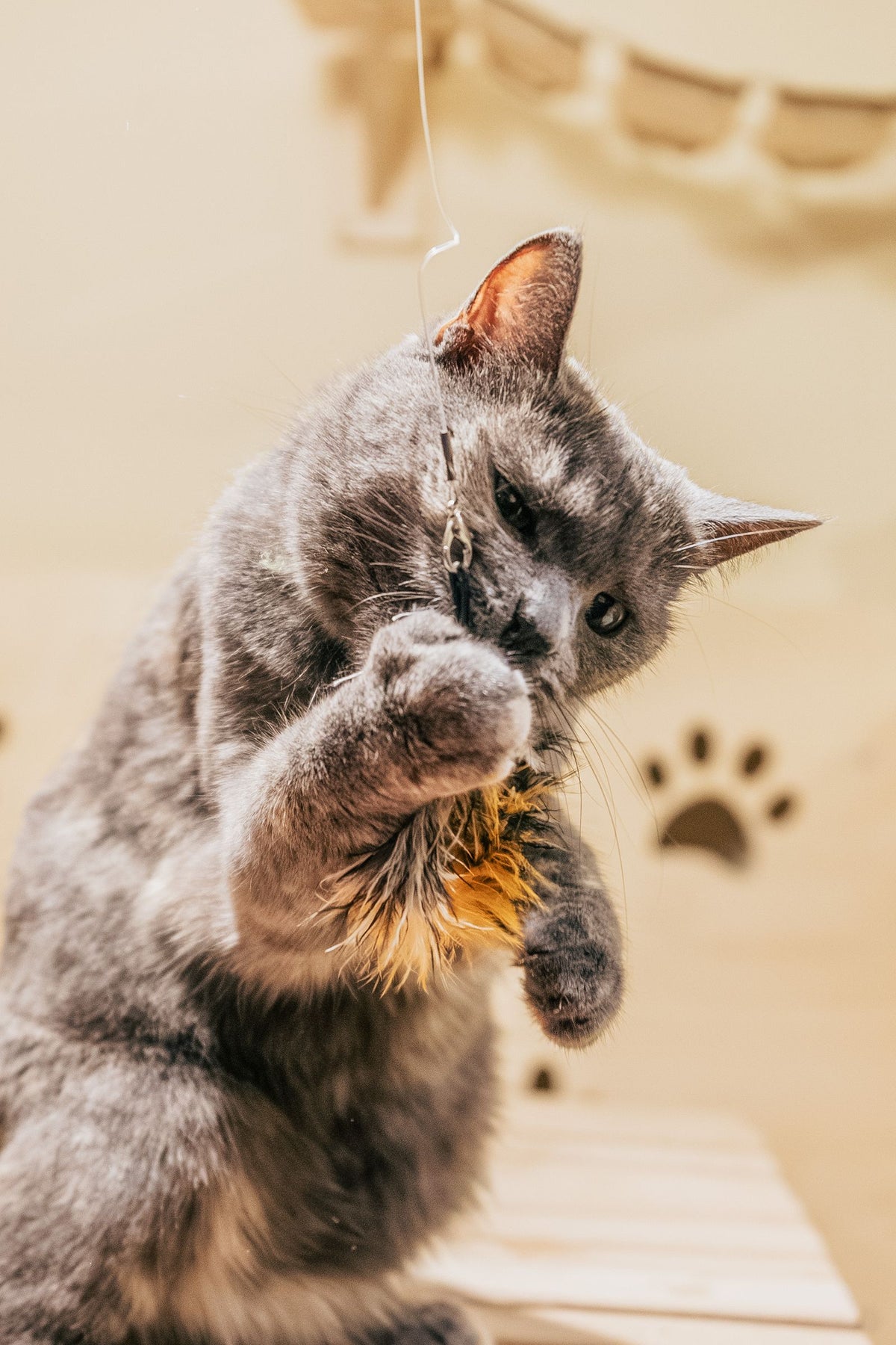 Chat gris jouant avec un jouet à plumes