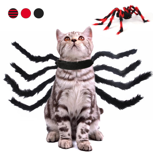 Chat déguisé en araignée pour Halloween