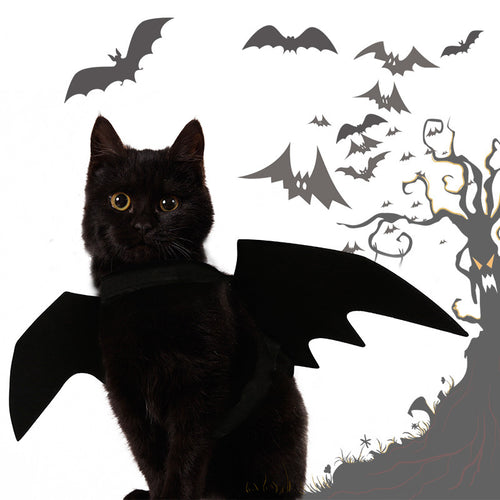 Chat noir déguisé en chauve-souris pour Halloween