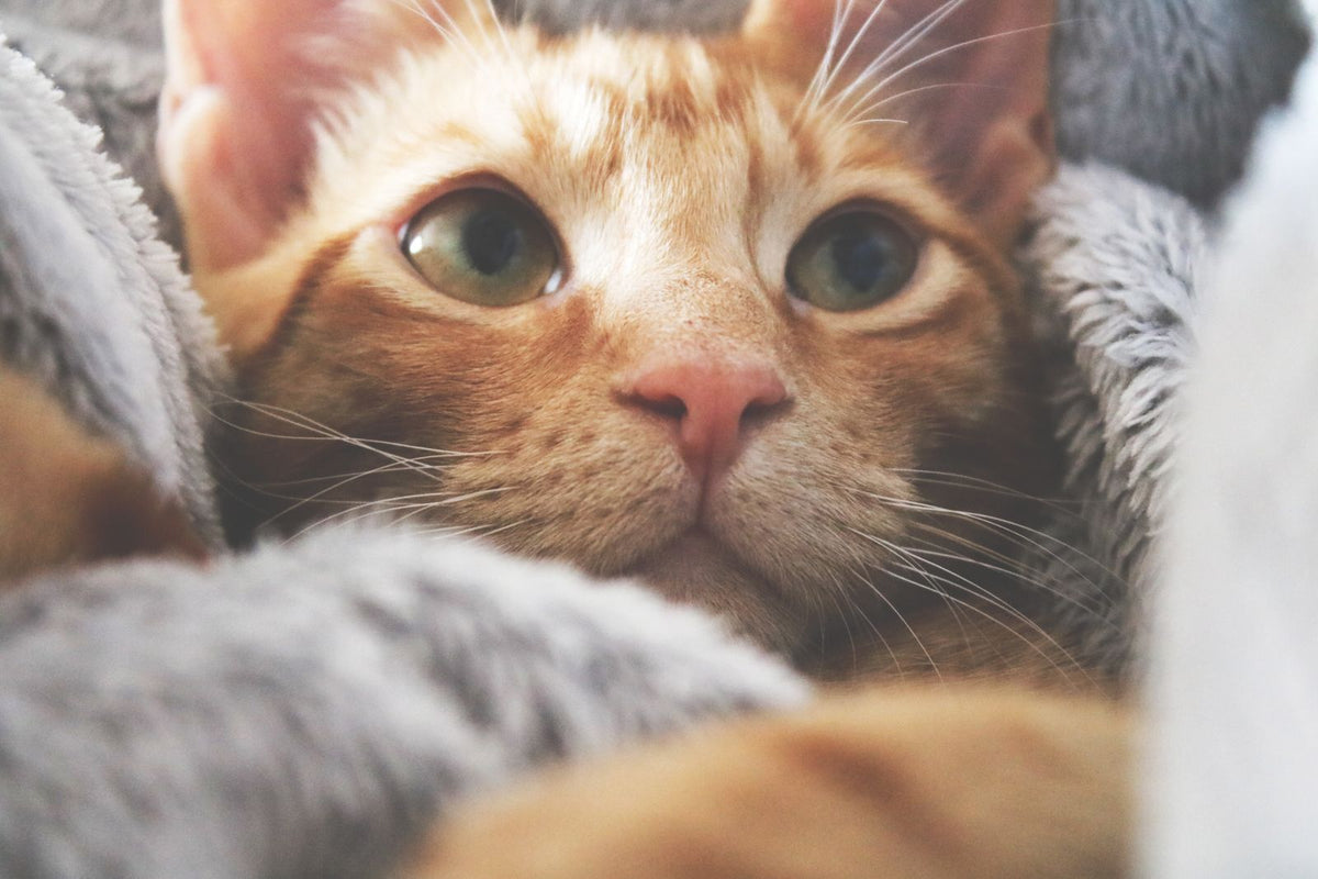 Chat roux emmitouflé dans une couverture